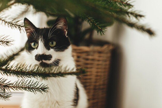 Leuke kat ruikende groene dennentakken helpen bij het versieren van de kamer voor wintervakanties