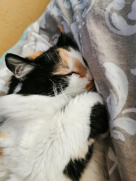 Leuke kat slaapt op het bed