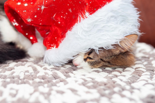 Leuke kat spt op de bank onder de rode kerstmuts. De kat koestert zich onder de carnavalswarme muts