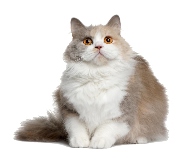 Leuke kat.