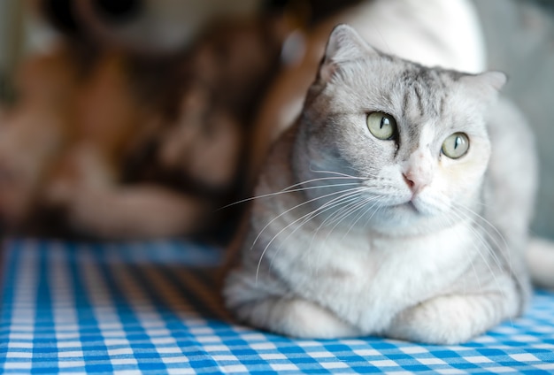 Leuke katkat die thuis ontspant. Huisdier thuis