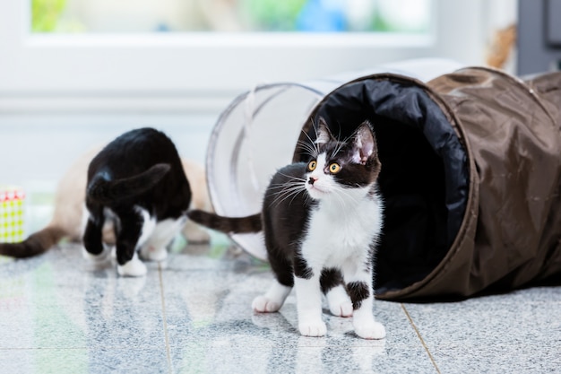 Leuke katten met het spelen van tunnel op vloer