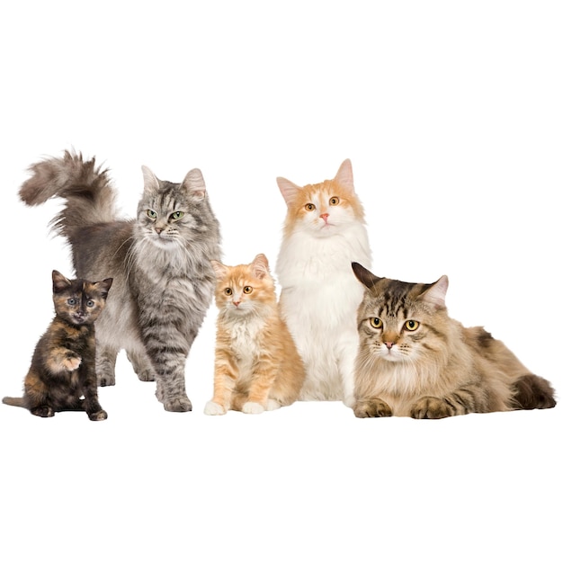 Leuke katten.