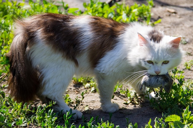 Leuke kattenjager ving een muis en houdt de tanden buiten vast