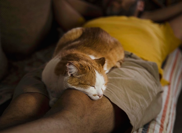 Leuke kattenslaap op de benen van de man