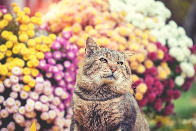 Leuke kattenzitting dichtbij kleurrijke madeliefjebloemen