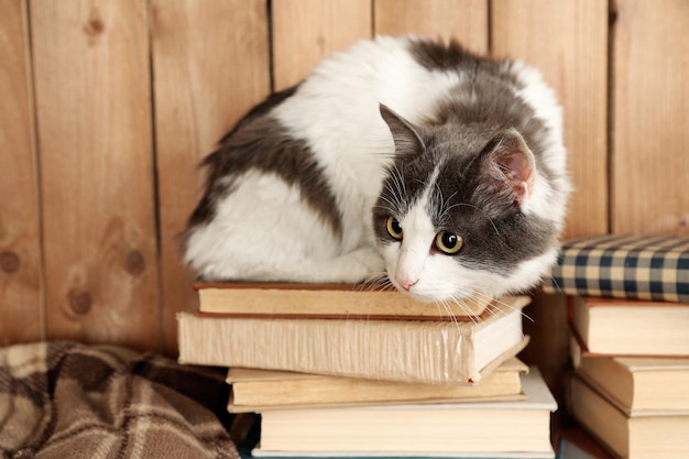 Leuke kattenzitting op boeken