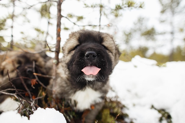 Leuke Kaukasische herdershond die plezier heeft in de sneeuw