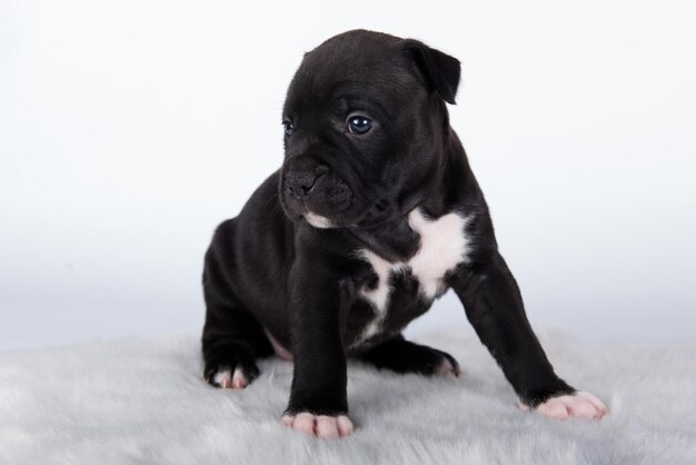 Leuke kleine Amerikaanse Staffordshire terrier hond of Amstaff puppy op witte achtergrond