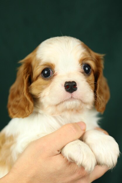 Leuke kleine cavalier king charles spaniel puppy in de handpalmen