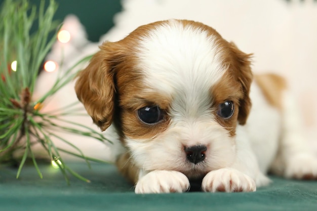 Leuke kleine Cavalier King Charles Spaniel puppy.