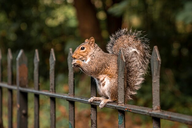 Foto leuke kleine eekhoorn knaagt aan eten terwijl ze op een hek in het park zit.