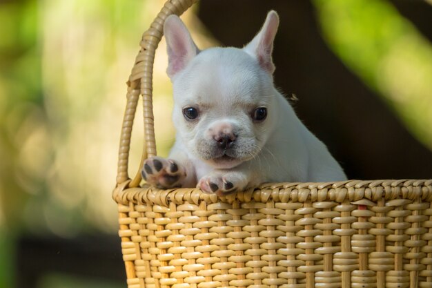 Leuke kleine Franse buldog op bruine mand met groene aardachtergrond