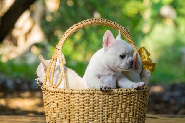 Leuke kleine Franse buldog op bruine mand met groene aardeachtergrond, close-upschot.