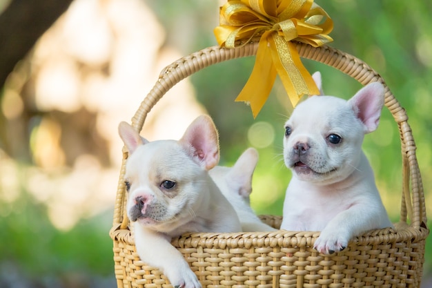 Leuke kleine Franse buldog op bruine mand met groene aardeachtergrond, close-upschot.