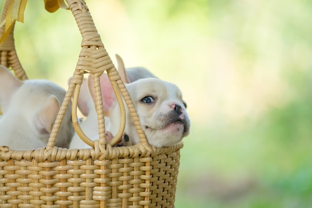 Leuke kleine franse buldog op bruine mand met groene aardeachtergrond, close-upschot.