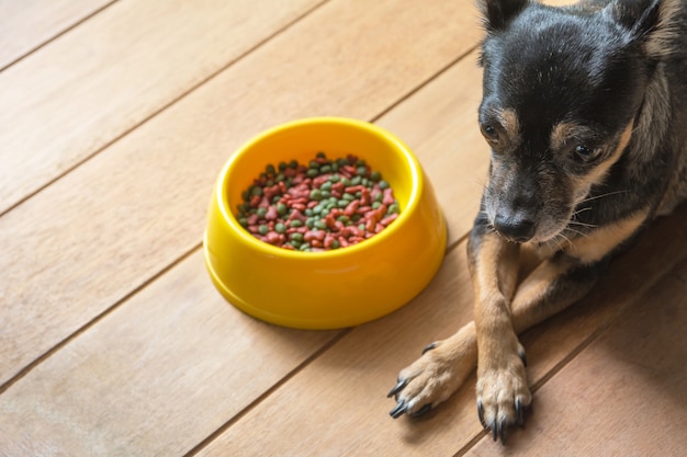 Leuke kleine hond die met kom hondevoer eet. Huisdieren voeren concept.