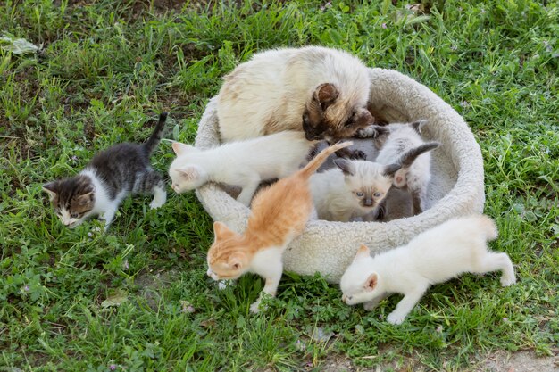 Leuke kleine kittens met hun moeder