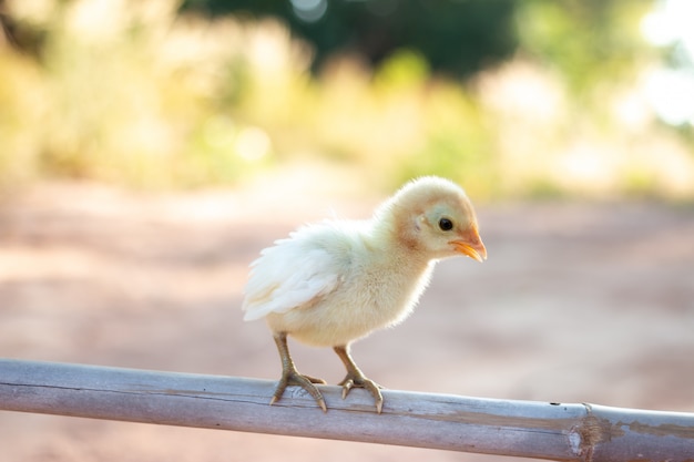 Leuke kleine kuikens in de natuur, het zachte zonlicht in de ochtend