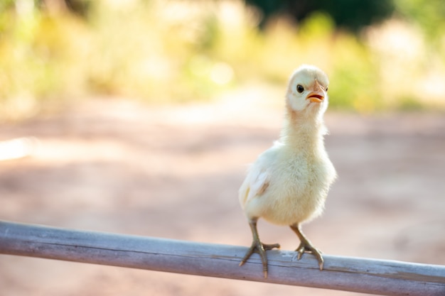 Leuke kleine kuikens In de natuur, het zachte zonlicht in de ochtend