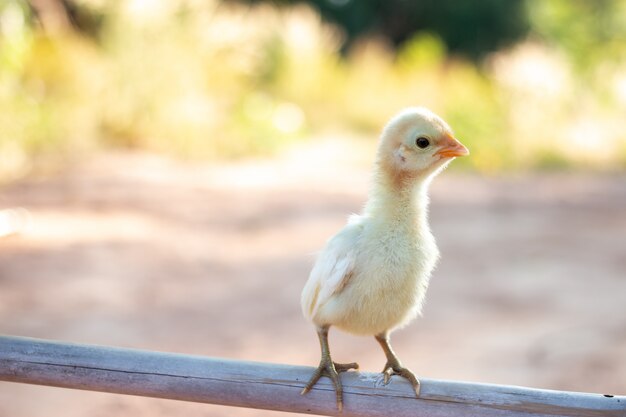 Leuke kleine kuikens In de natuur, het zachte zonlicht in de ochtend