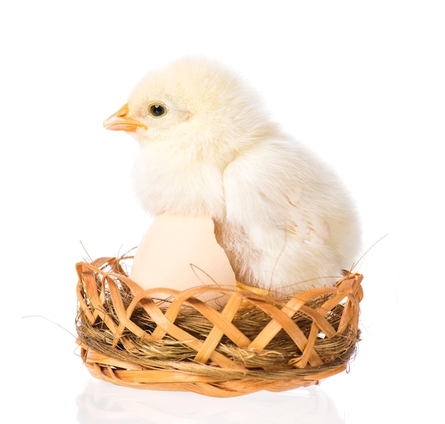 Leuke kleine pasgeboren kip die zich in nest bevindt dat op witte achtergrond wordt geïsoleerd