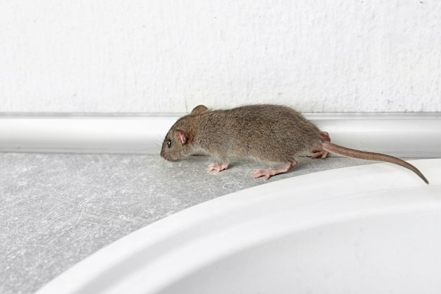 Leuke kleine rat op tafel bij de wastafel.