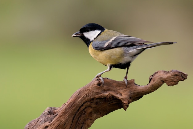 Leuke kleine vogel op een tak