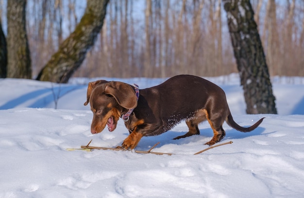 Foto leuke koffiekleurige teckel puppy op een wandeling in een besneeuwd park