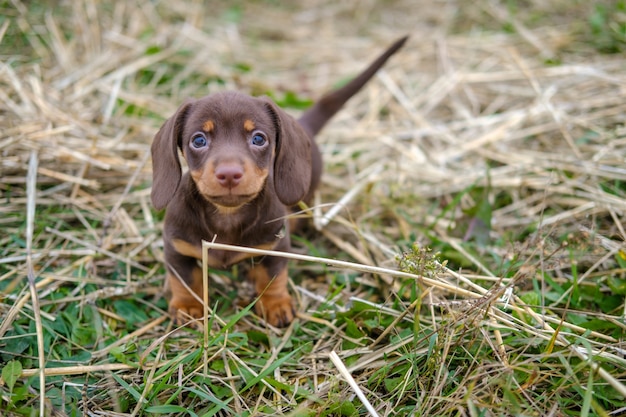 Leuke koffiekleurige teckelpuppy loopt op het gras