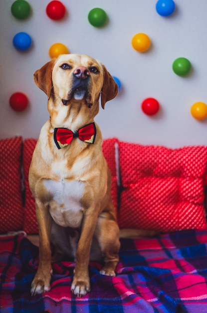 Leuke Labrador met een strikje op zijn nek en ballonnen