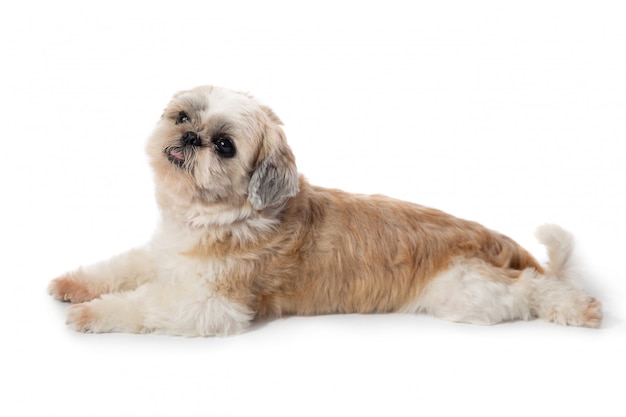 Leuke luie shih tzu-hond die op de vloer ligt