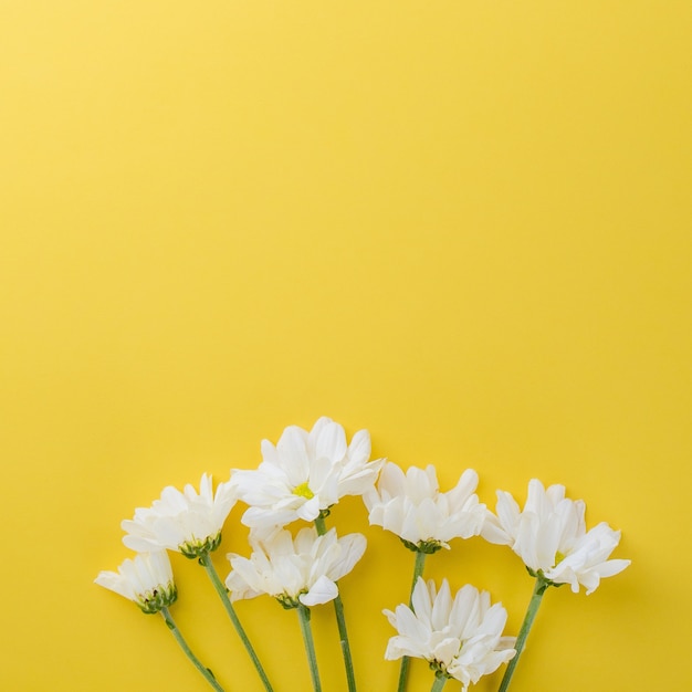 Leuke madeliefjebloemen op gele achtergrond met ruimte