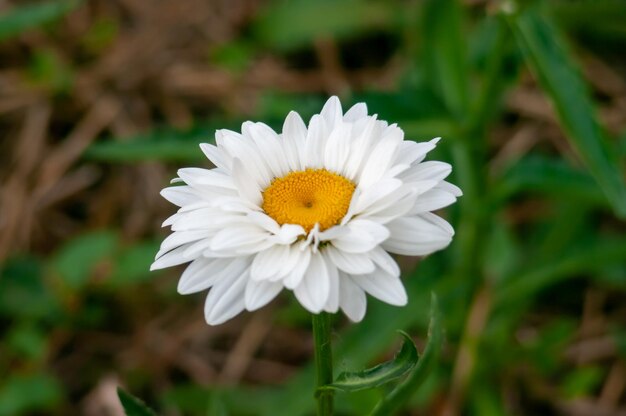 Leuke madeliefjes in mijn tuin.