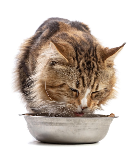 Leuke maine coon kat aan het eten