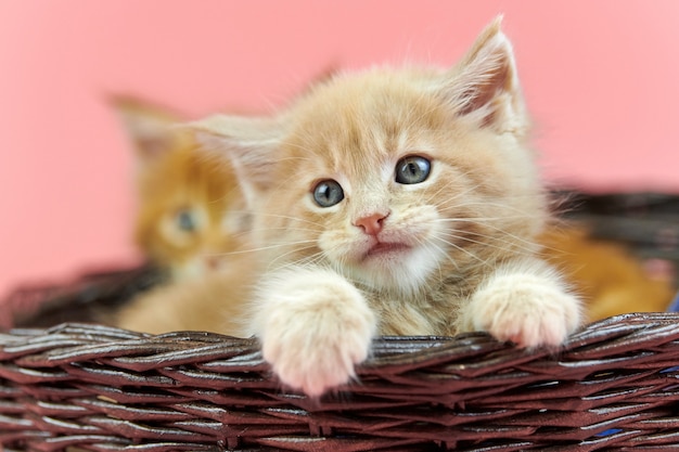 Leuke maine coon kittens in een mand