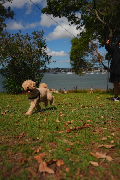 Foto leuke maltipoo foto's