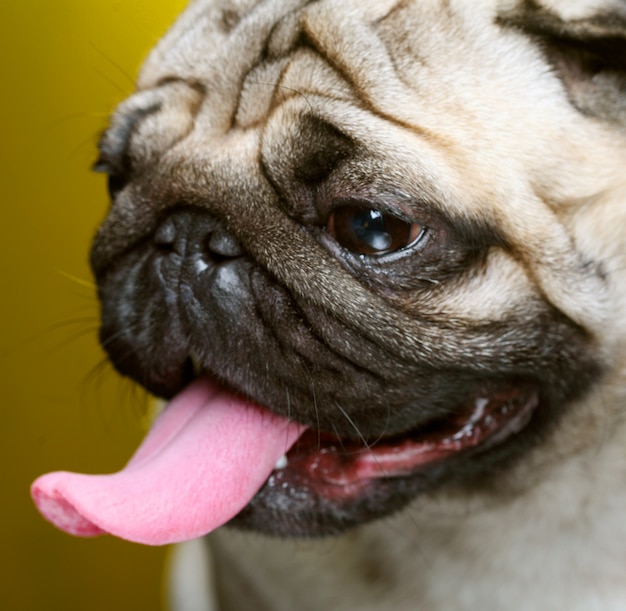 Leuke mannelijke pug op gele close-up