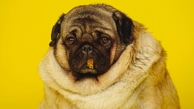 Leuke mopshond met hondensnoepjes in zijn mond op een gele achtergrond Charmante huisdierenpug zittend op een gele achtergrond in de studio en kijkend naar de camera