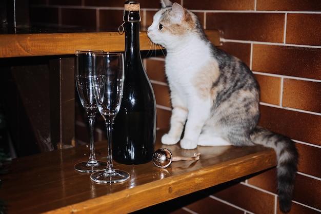 Leuke nieuwsgierige kat snuift champagne en glazen klaar voor verjaardag of nieuwjaarsfeest