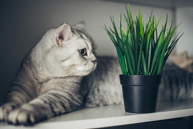 Leuke nieuwsgierige kleine grijze Britse kitten ruikt een potplant sappig Concept van een gezonde leuke kitten Zorg voor dieren Dieren- en kattenproducten reclame conceptxA