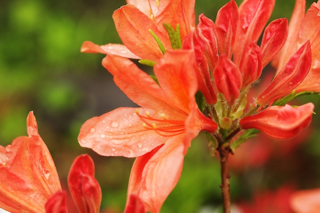 Leuke oranje leliebloemen