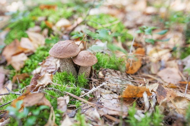 Leuke paddestoelen groeien in het gras in het bos.