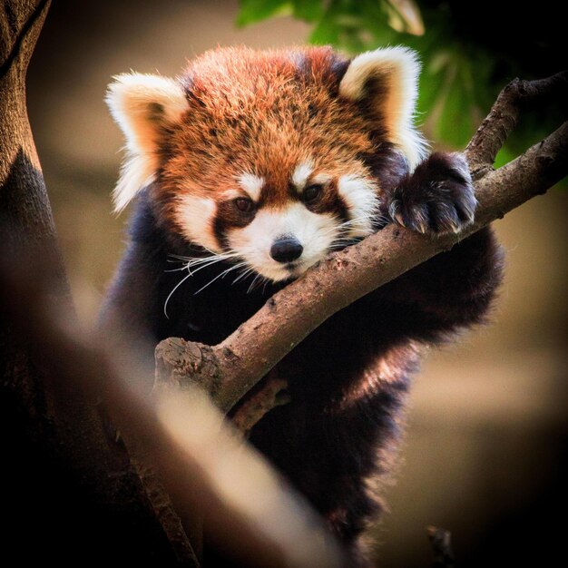 Foto leuke panda-afbeeldingen voor behang