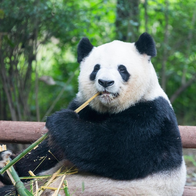 Leuke Panda-afbeeldingen voor behang