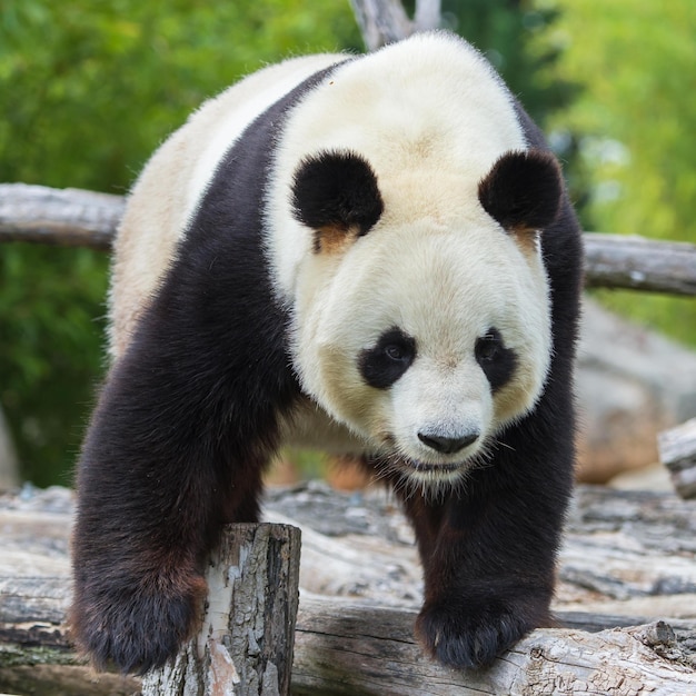 Foto leuke panda-afbeeldingen voor behang