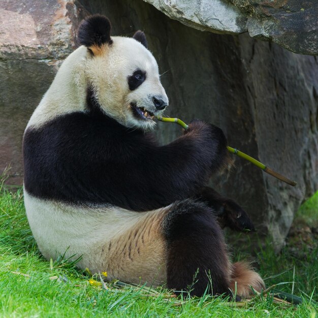 Foto leuke panda-afbeeldingen voor behang