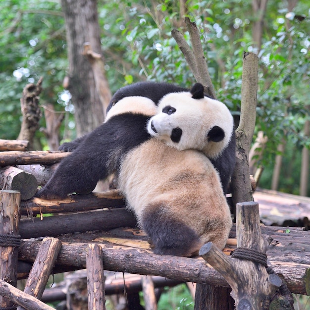 Foto leuke panda-afbeeldingen voor behang