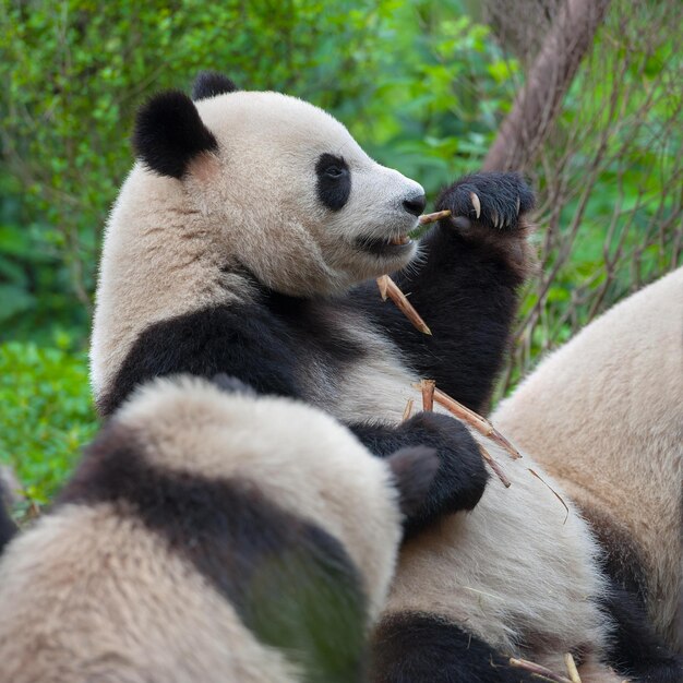 Foto leuke panda-afbeeldingen voor behang