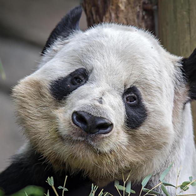 Foto leuke panda-afbeeldingen voor behang